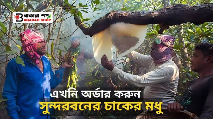 “সুন্দরবনের মধু: উপকারিতা, আসল চেনার উপায় ও খাওয়ার নিয়ম