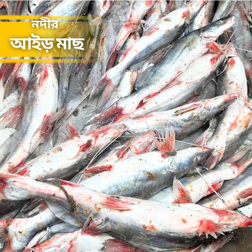 আইড মাছ