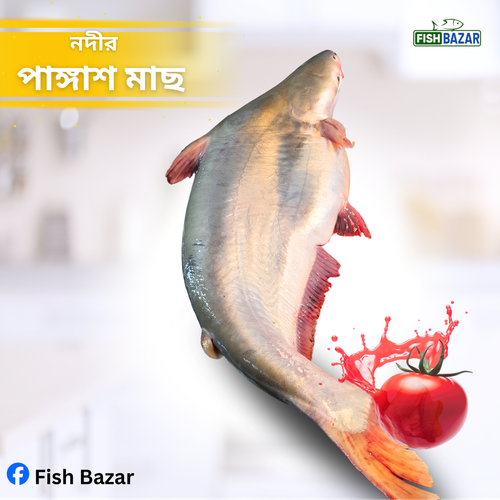 নদীর পাংগাস