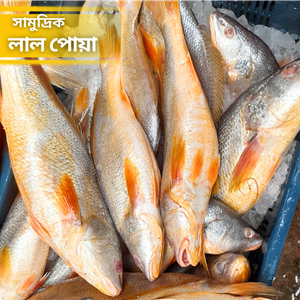 লাল পোয়া